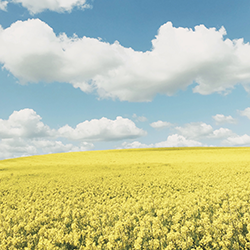 Ukrainian landscape with yellow flowers
